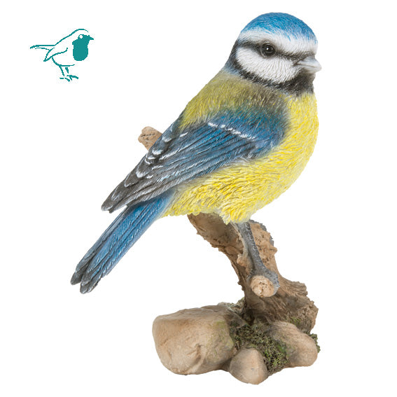 WBC Blue Tit F