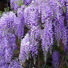 Wisteria Sinensis Prolific  2 Ltr, 4 Canes - Climbers - Windyridge Garden Centre