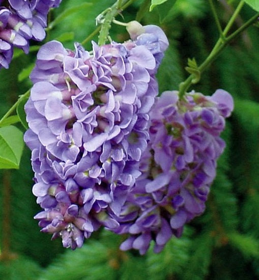 Wisteria Frut. Amethyst Falls  1/2 Std - Climbers - Windyridge Garden Centre
