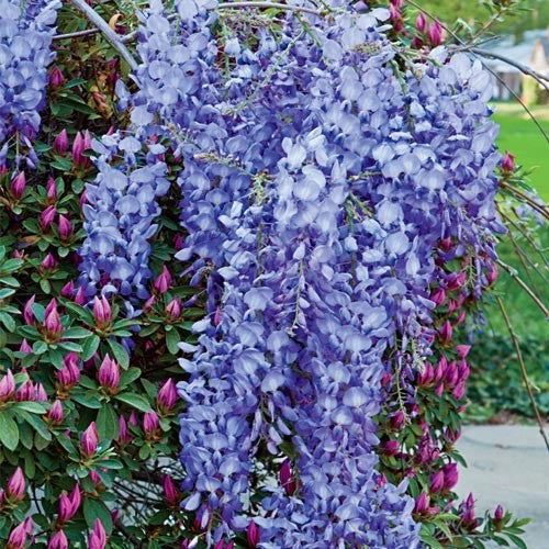 WISTERIA SPP. IN CVS (blue) CLT 10 H 200 - 250 CM - Climbers - Windyridge Garden Centre