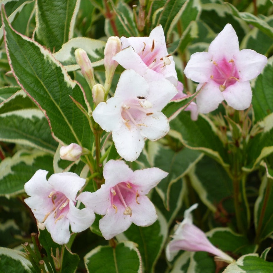 Weigela Kosteriana Variegata - Shrubs - Windyridge Garden Centre