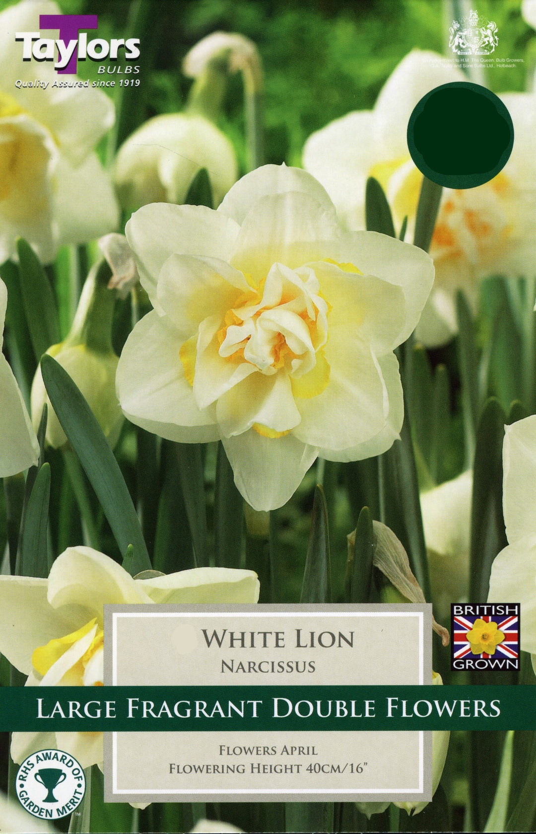NARCISSUS WHTE LION 5
