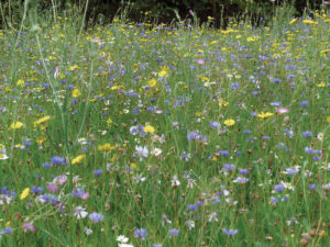 A Floral Meadow - BEES 7sqm FLOWER