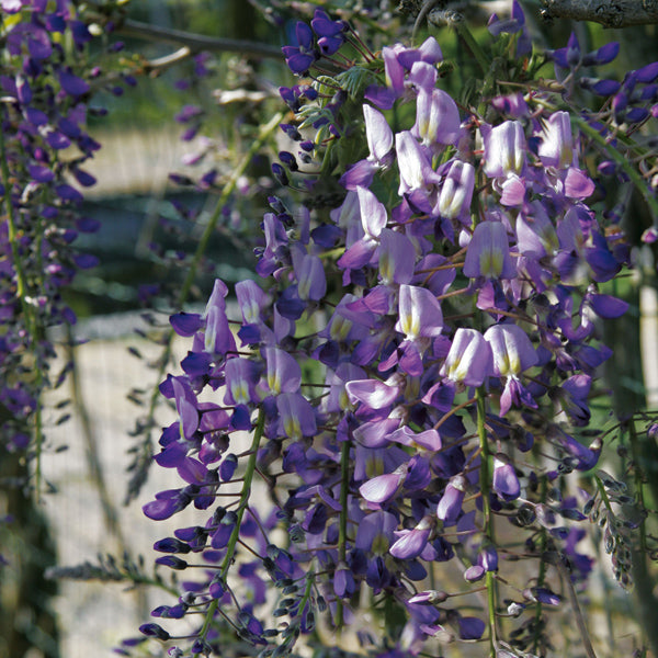 Wisteria flor. Domino