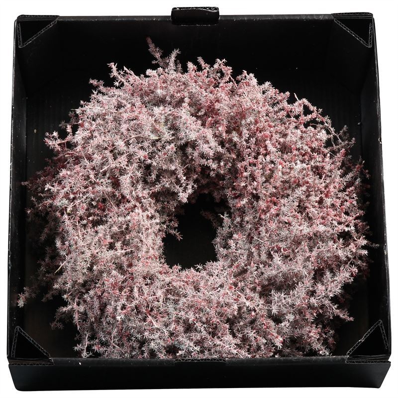 Wreath Asparagus D35Cm  Bordeaux  Wax - Christmas - Windyridge Garden Centre