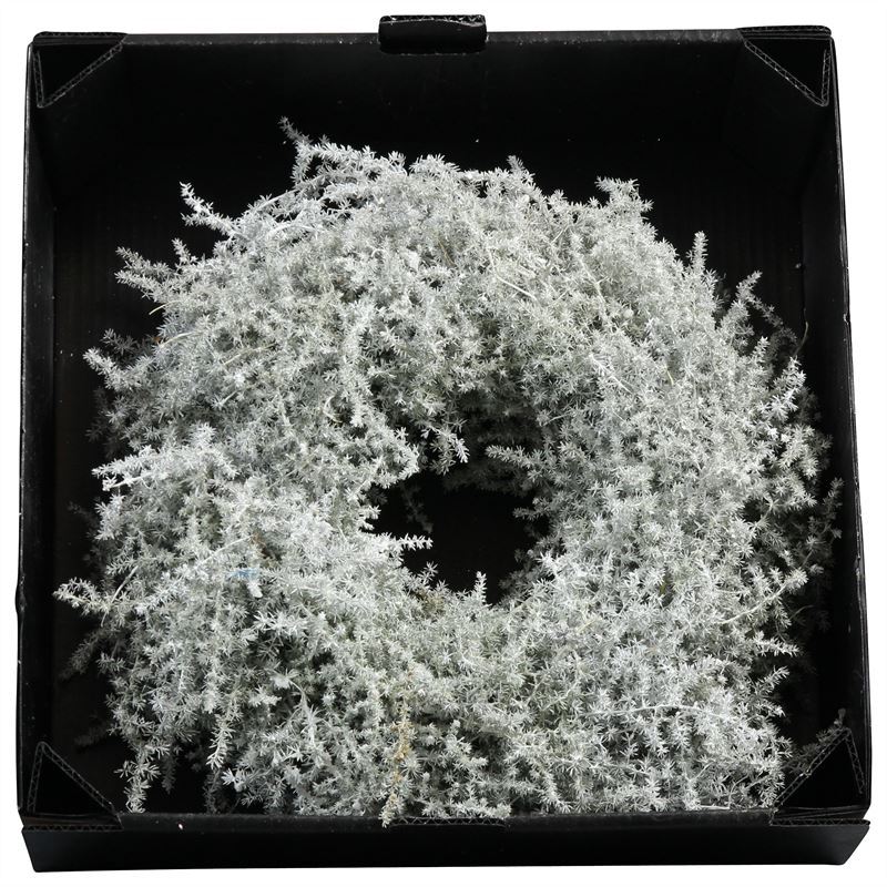 WreathAsparagus D60cm White Wax