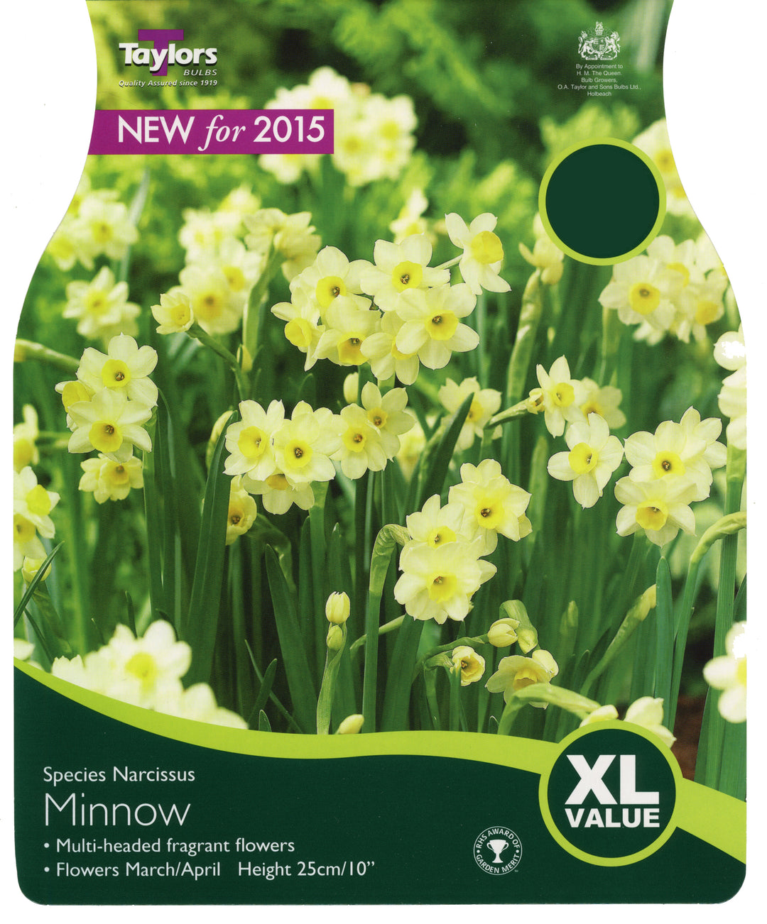 NARCISSUS MINNOW x 30