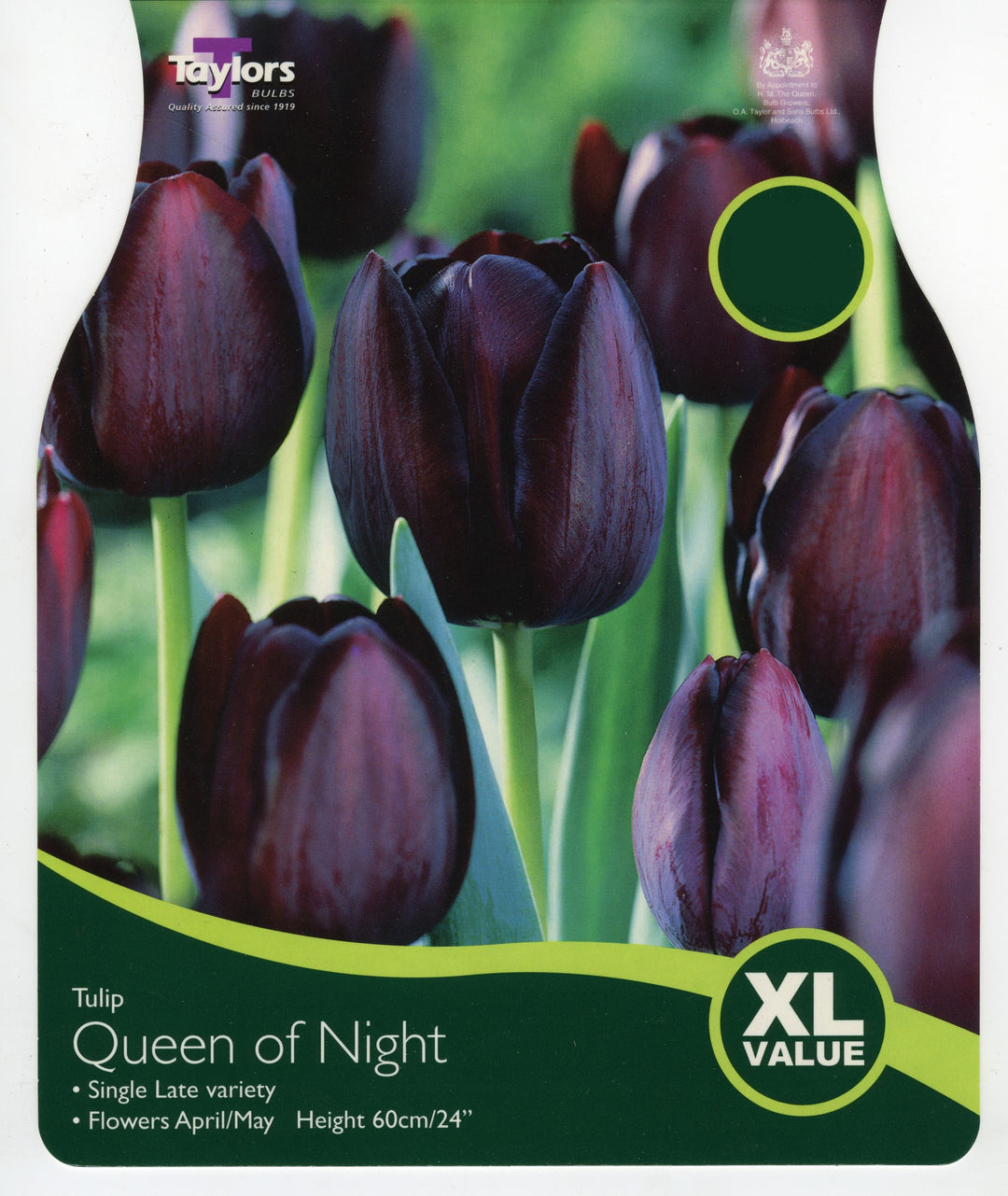 TULIP QUEEN OF NIGHT x 18