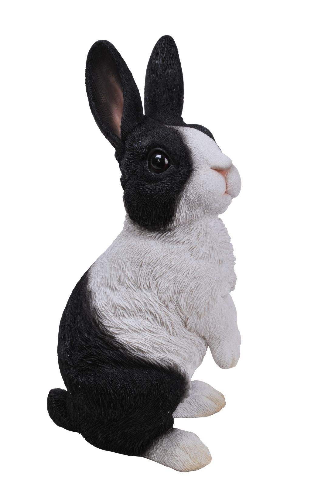 Lookout Dutch Rabbit C