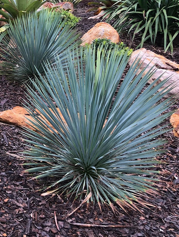 Yucca Rostrata Sapphire Skies - Herbaceous - Windyridge Garden Centre