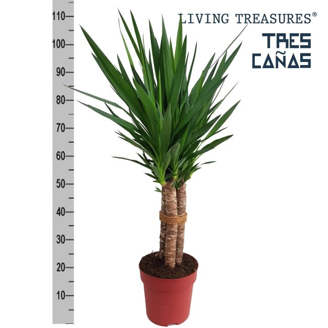 Yucca Elephantipes Trio Stem - Indoor Plants - Windyridge Garden Centre