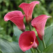 ZANTEDESCHIA CAPTAIN RENO