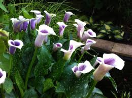 ZANTEDESCHIA PICASSO
