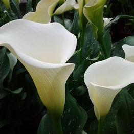 Zantedeschia Crowborough