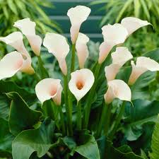 Zantedeschia-Aethiopica-Plant