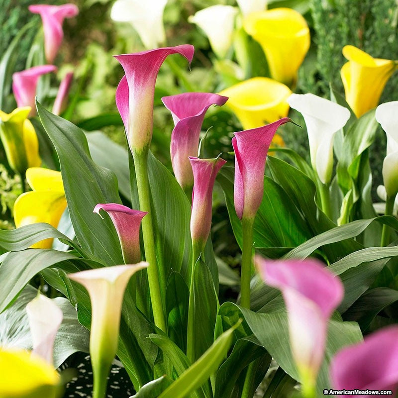 Zantedeschia Yellow & White In Ceramic Pot - Indoor Plants - Windyridge Garden Centre