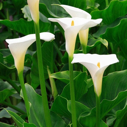 Zantedeschia aethiopica