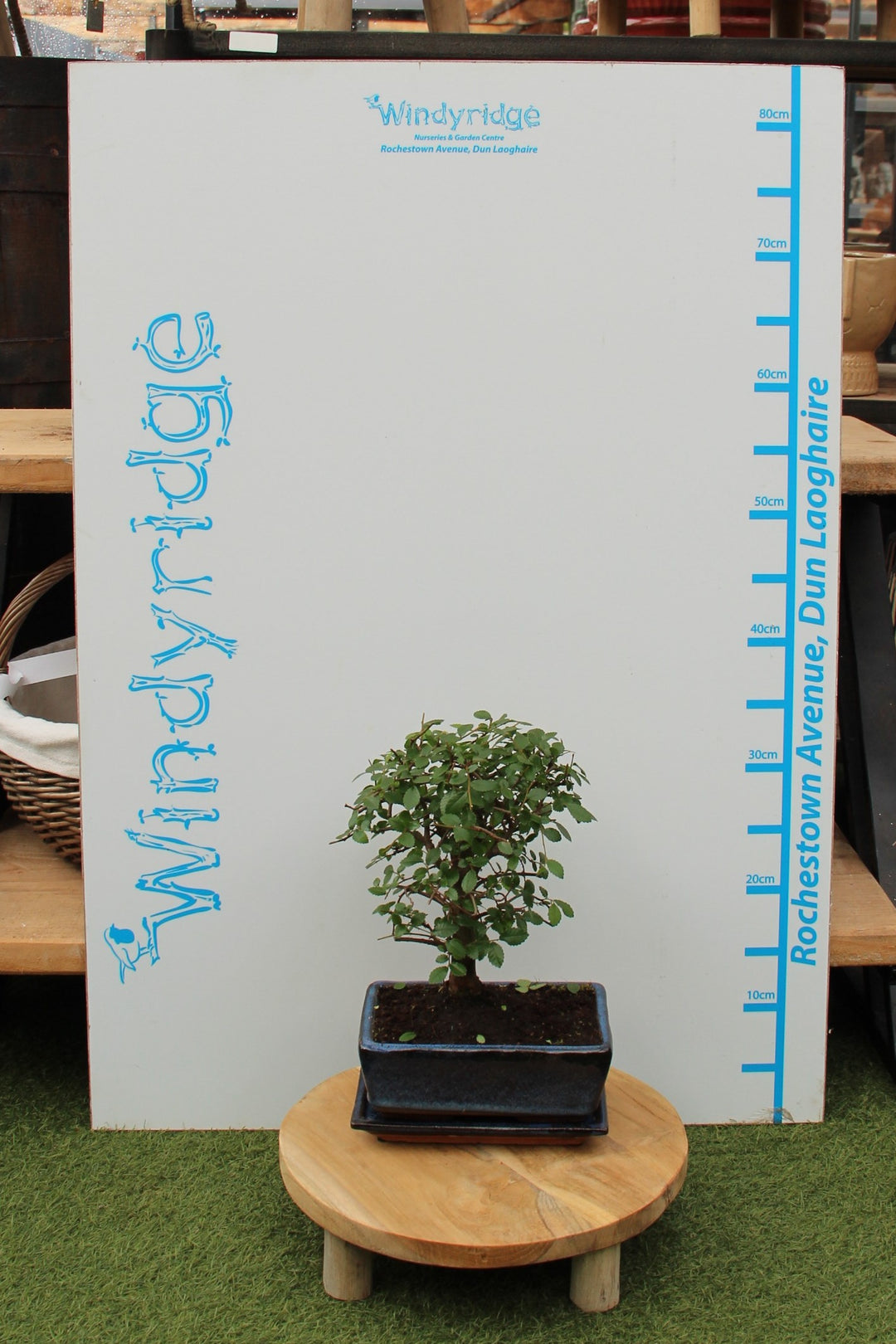 Zelkova - bonsai  20 cm ceramic pot