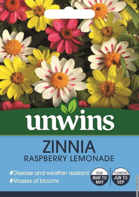 Zinnia Raspberry Lemonade