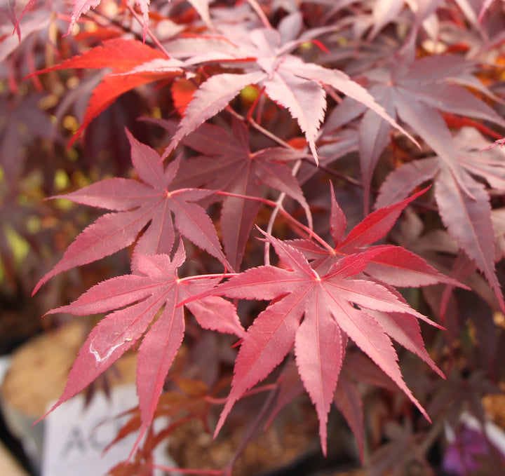 Acer Palmatum Bloodgood - Trees - Windyridge Garden Centre