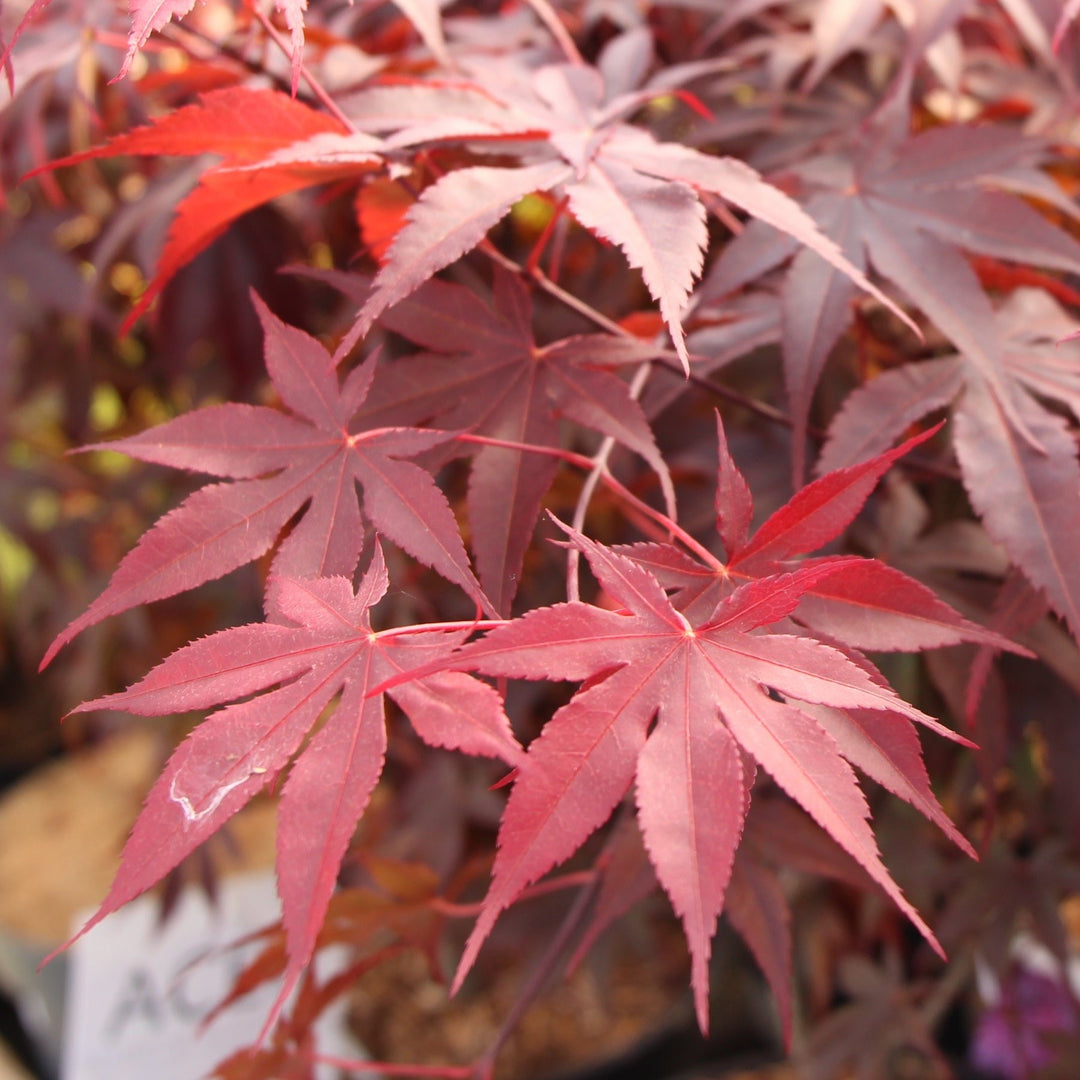 Acer palmatum Bloodgood  10 Ltr Pot