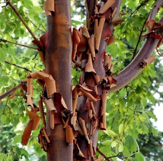 Acer Griseum - Trees - Windyridge Garden Centre