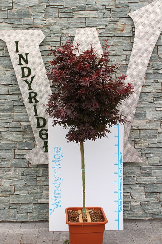 Acer Palmatum Shaina - Trees - Windyridge Garden Centre