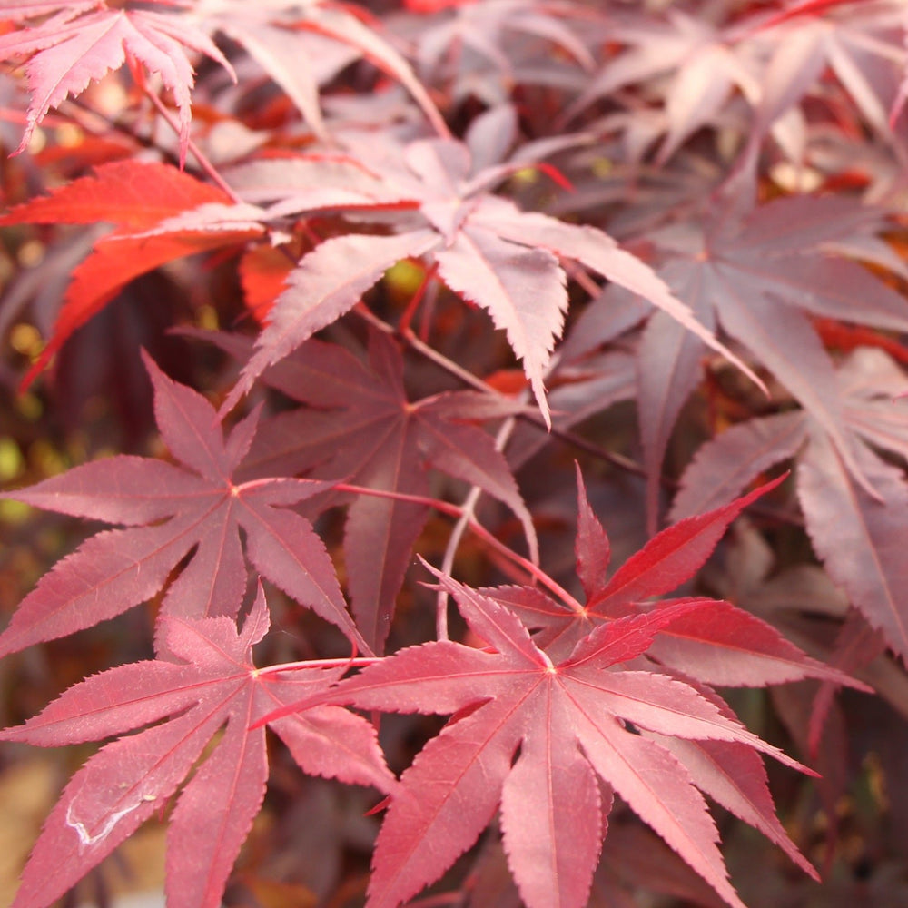 Acer Palmatum 'Bloodgood' 3 Ltr Pot - Trees - Windyridge Garden Centre