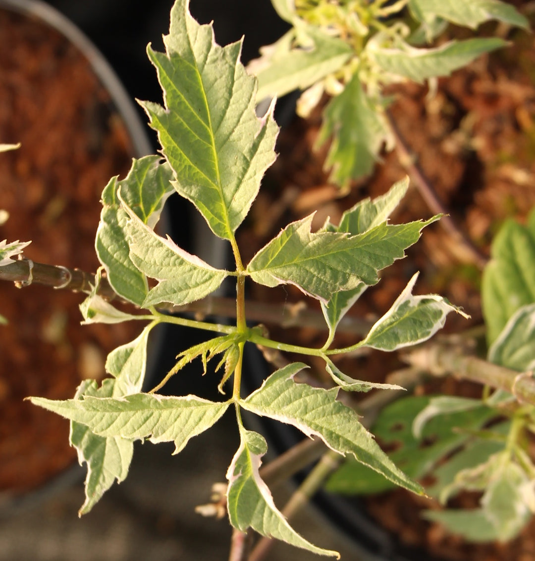 Acer negundo Flamingo 3 Ltr pot