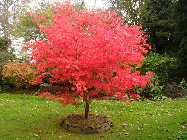 Acer pal. Osakazuki
