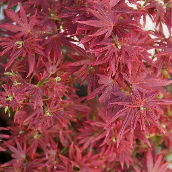 Acer Palm. Shaina - Trees - Windyridge Garden Centre