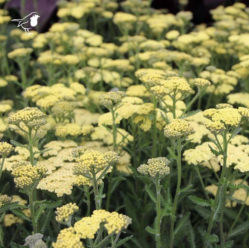Achillea In Varieties - Herbaceous - Windyridge Garden Centre