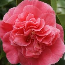 Camellia Jap. Ack Sent - Shrubs - Windyridge Garden Centre