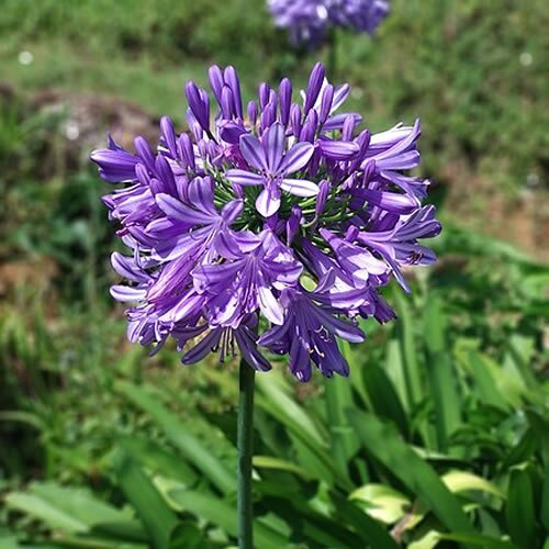 AGAPANTHUS Poppin Purple