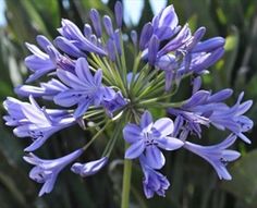 CLUMP AGAPANTHUS BLUE (15 EYES) loose