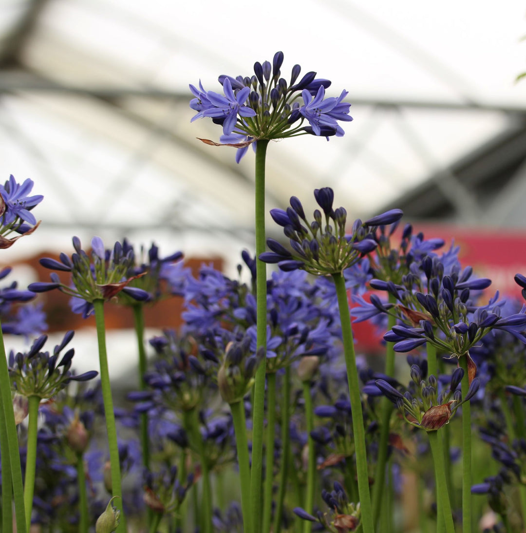 Agapanthus Afr.Stephanies Beauty - Herbaceous - Windyridge Garden Centre
