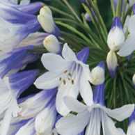 Agapanthus africanus Twister