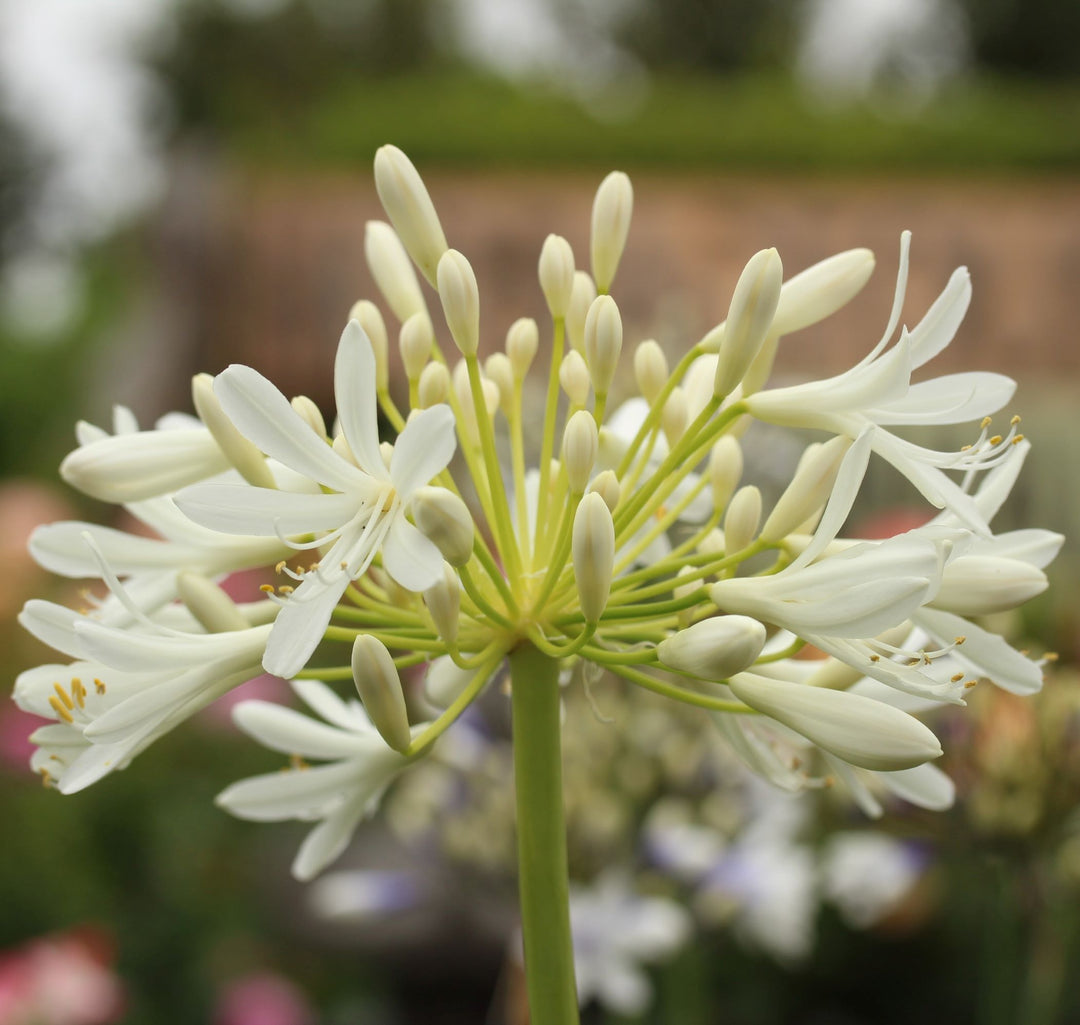 Agapanthus africanus