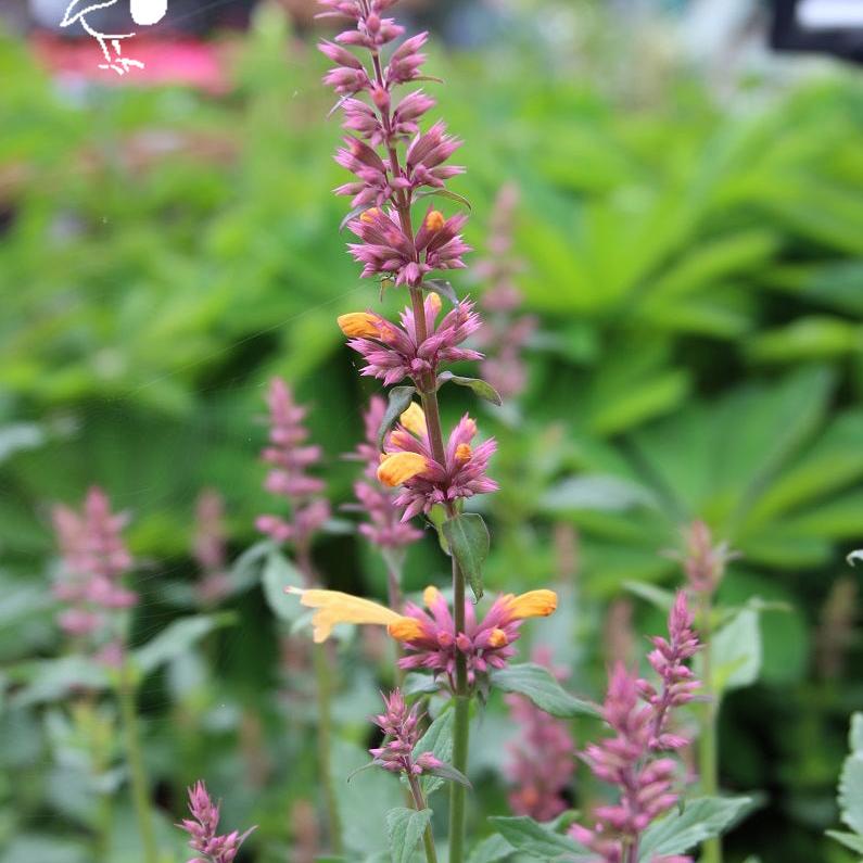 Anise Hyssop Agastache Peachie Keen (3Ltr Pot) - Herbaceous - Windyridge Garden Centre