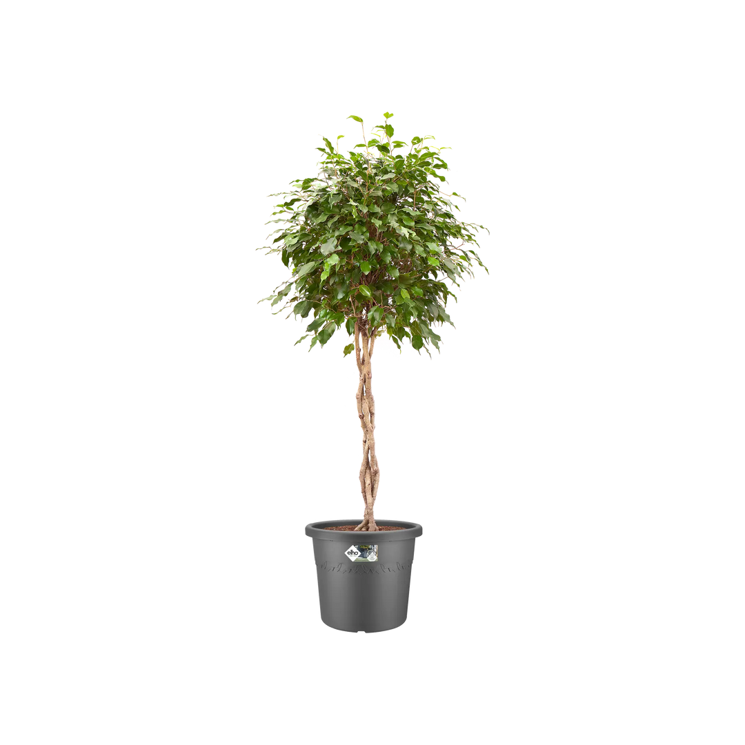 Algarve Cilindro Pot On Wheels Ø58cm Anthracite