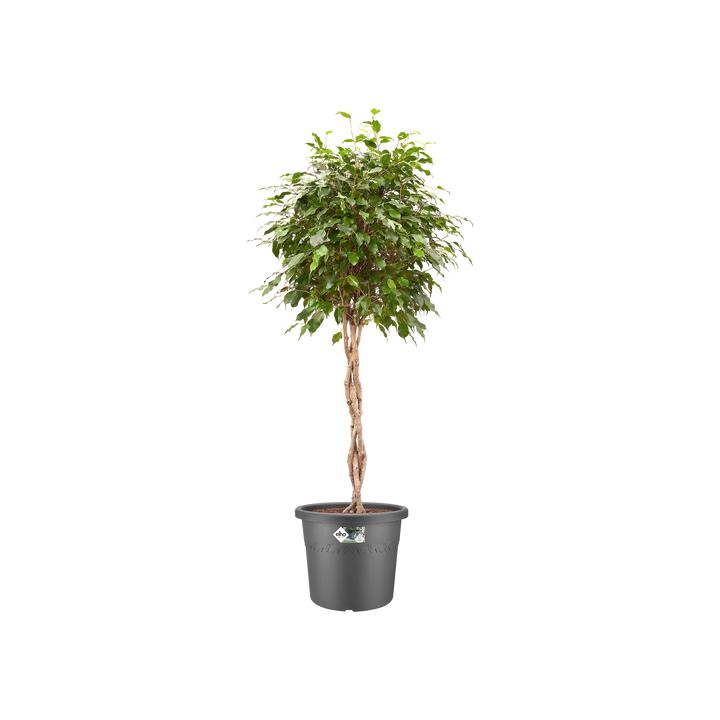 Algarve Cilindro Pot On Wheels Ø58cm Anthracite