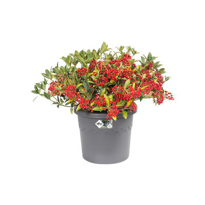algarve cilindro anthracite 25cm