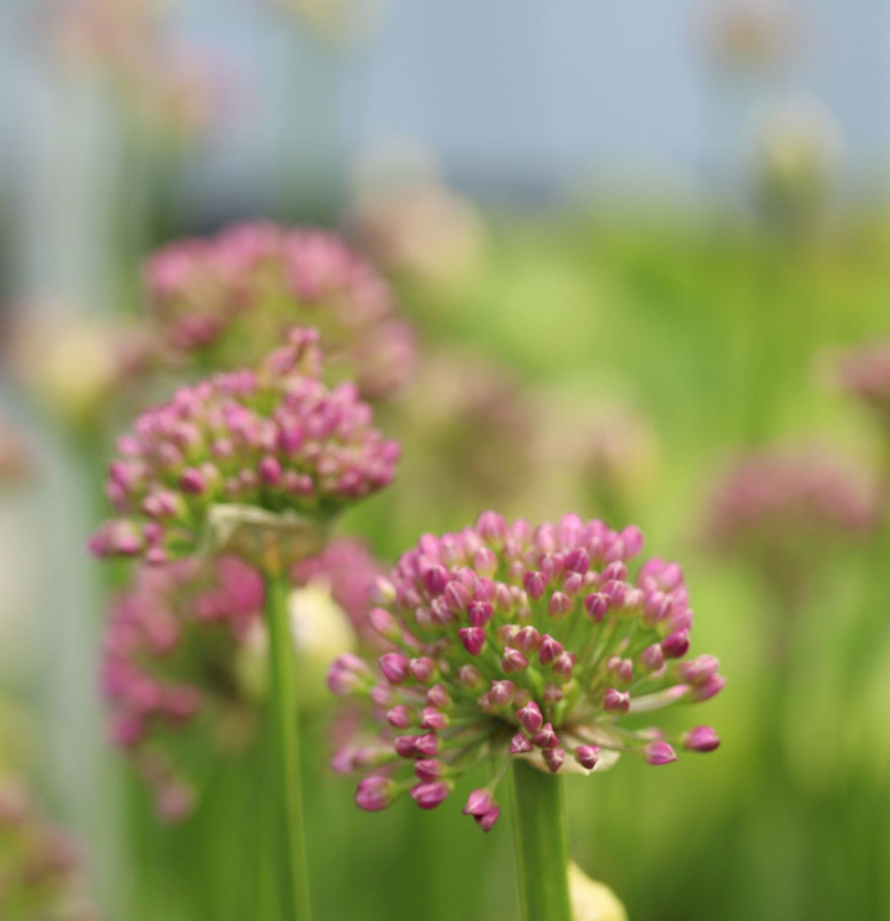 Allium Millenium 3Ltr Pot - Herbaceous - Windyridge Garden Centre