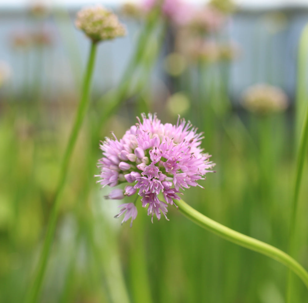 Allium Summer Beauty - Herbaceous - Windyridge Garden Centre