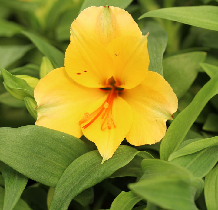 Alstroemeria Princess Lisa