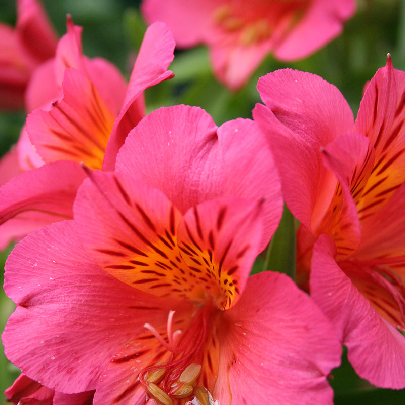 Alstroemeria-Colorita-Eliane-Flower