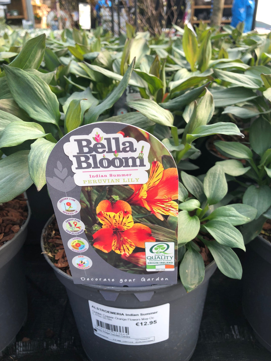 ALSTROEMERIA Indian Summer
