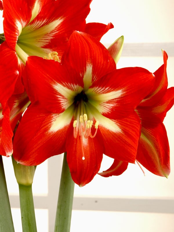 AMARYLLIS CHRISTMAS STAR - Gift Shop - Windyridge Garden Centre