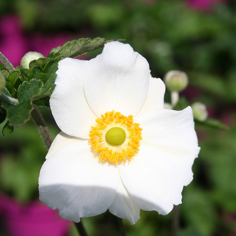 Windflower Anemone Hybrida Honorine Jobert (2Ltr Pot)