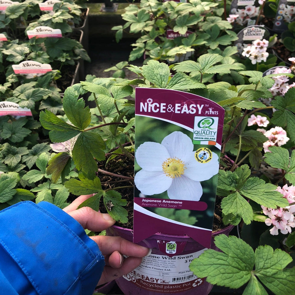 Anemone Wild Swan - Herbaceous - Windyridge Garden Centre